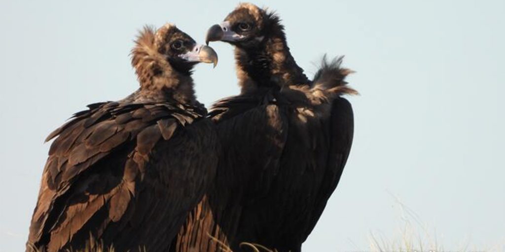 Дариха двойка картали на зоологическата градина в София, като част от усилията за завръщане на вида