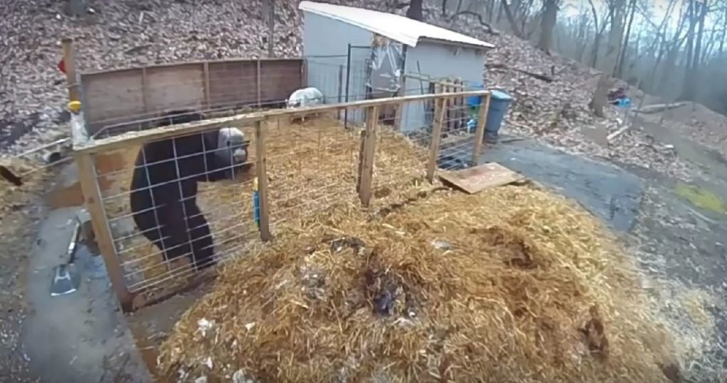 Прасета се борят с мечка в кочина и успяват да я изгонят (видео)