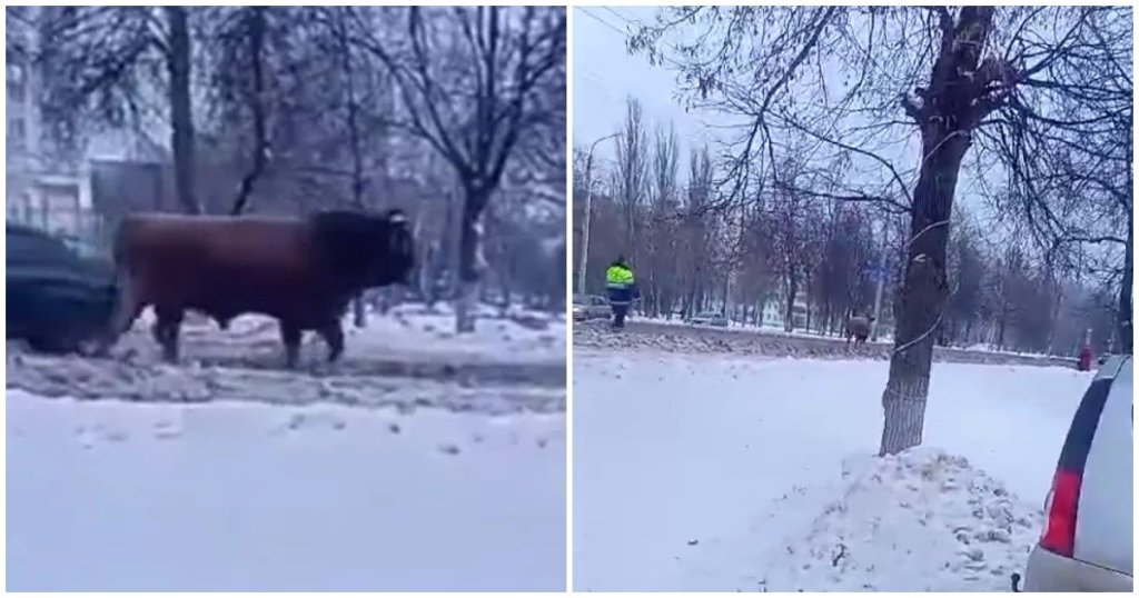 Руски полицай гони бик по заснежен булевард (видео)