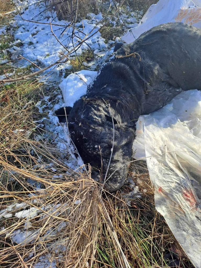 Мъж в Кърджалийско отвлече и уби кучето на свои съседи