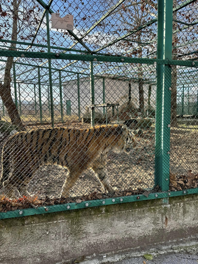 Обитателите на зоопарка в Пазарджик живеят в глад и мизерия (снимки)