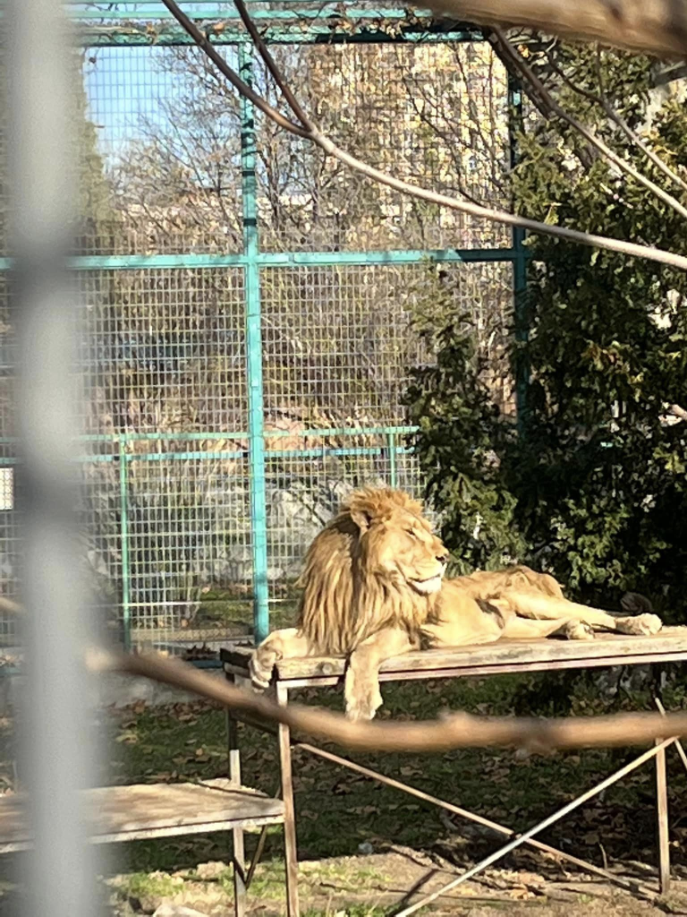 Обитателите на зоопарка в Пазарджик живеят в глад и мизерия (снимки)