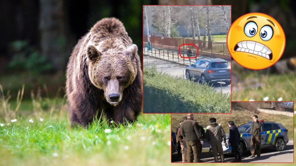 Двама са в болница след нападение на мечка в центъра на град в Словакия (видео)