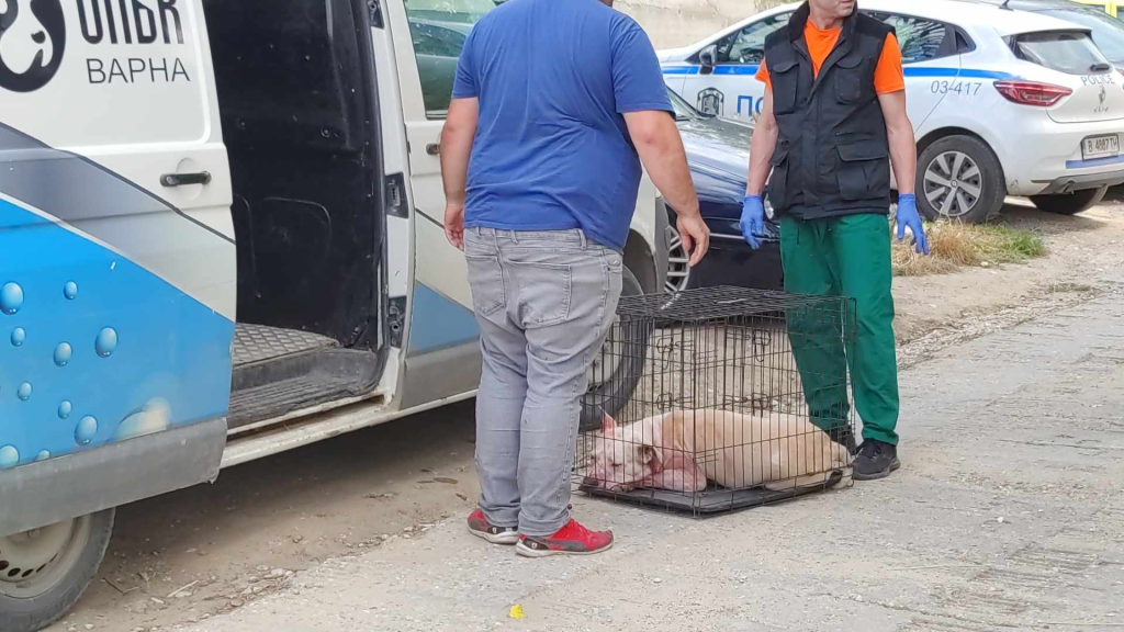 Питбул нахапа стопанката си до смърт