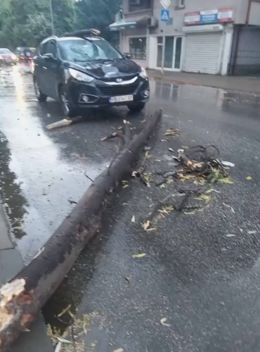 Дърво падна върху движещ се автомобил и за малко не уби жена в Пловдив (видео)